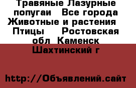 Травяные Лазурные попугаи - Все города Животные и растения » Птицы   . Ростовская обл.,Каменск-Шахтинский г.